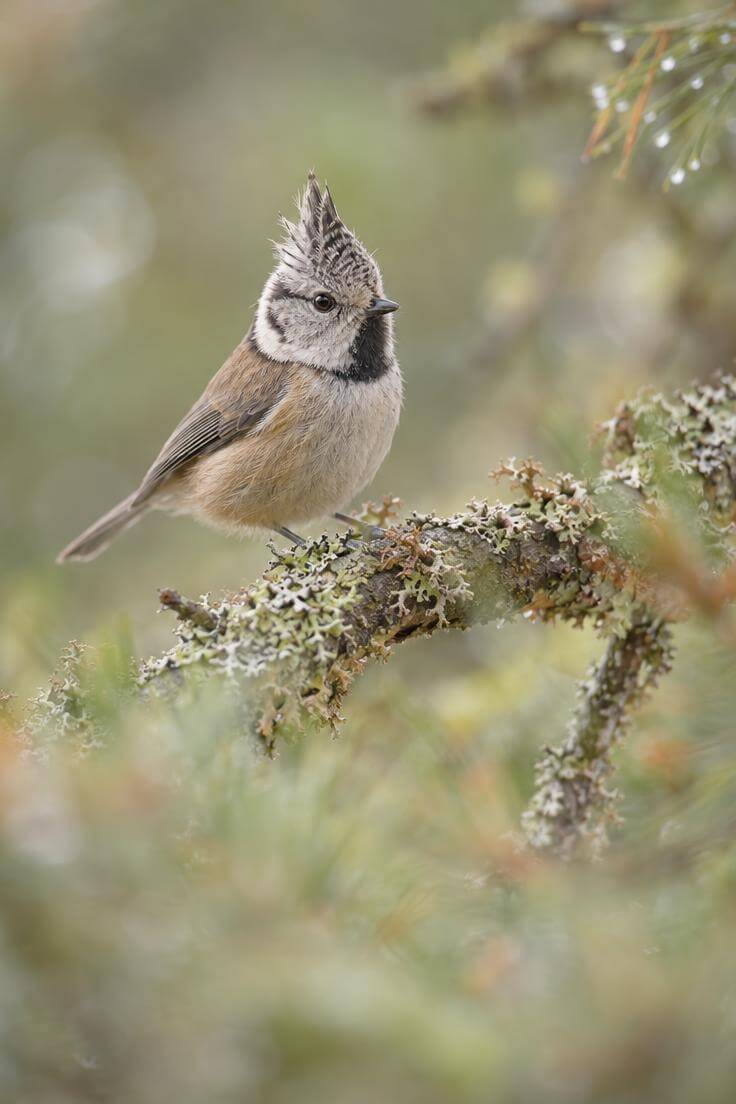 Photographie animalière d'une mésange huppée sur une branche de pin, réalisée lors du test terrain du Fujifilm X-H2S.