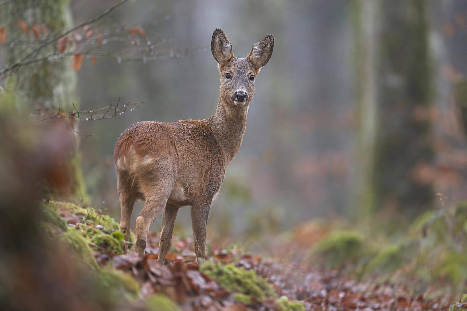 Portrait d'une chevrette aux aguets dans une forêt brumeuse, illustrant les performances de l'autofocus lors du test du Canon R6 Mark III.