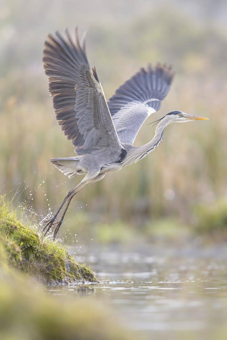 Photographie animalière d'un héron cendré en plein décollage d'une rive moussue, ailes déployées, réalisée lors du test terrain du Canon R6 Mark III.