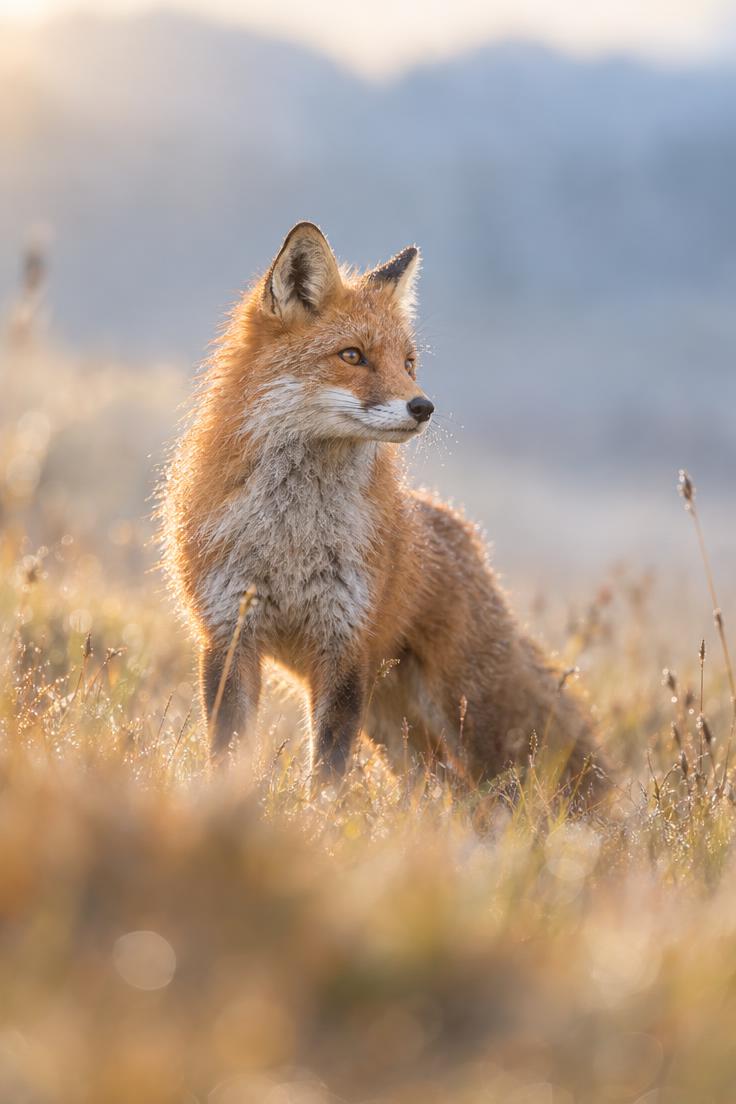 Photographie d'un renard roux aux aguets dans une prairie brumeuse à l'aube, illustrant le guide pour corriger l'erreur de disque de travail saturé sur Photoshop.