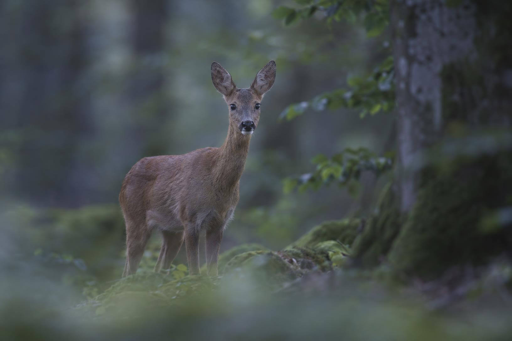 Test Canon R6 Mark III : photo d'une chevrette en forêt montrant la précision de l'autofocus animalier en basse lumière.