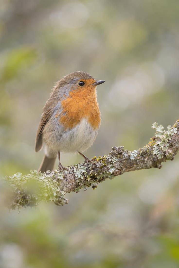 Gros plan d'un rouge-gorge sur une branche de chêne, illustrant la précision de l'autofocus du Canon R6 Mark III en photo animalière.