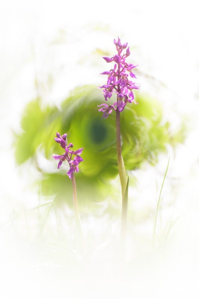 🇫🇷 La netteté parfaite est souvent l'ennemie de la créativité.

Voici un orchis mâle capturé au ras du sol. J'ai noyé le sujet dans un brouillard végétal pour lui donner cet aspect mystique. Beaucoup cherchent à tout prix un fond uni. C'est une erreur pour se démarquer. L'environnement d'une prairie sauvage est votre meilleur allié si vous apprenez à le modeler.

Pour obtenir cet effet de tourbillon et ce flou pictural, jouez avec les avants-plans. Couchez-vous dans l'herbe. Utilisez les feuilles situées très près de l'objectif pour créer ce cadre vaporeux. Avec une longue focale, ces éléments se transforment en écrin de douceur. Osez surexposer légèrement pour accentuer ce côté onirique et effacer le sol.

Pensez-vous que le flou artistique excuse les défauts techniques, ou est-ce la seule vraie marque d'un photographe créatif ?

---------

🇺🇸 Perfect sharpness is often the enemy of creativity.

Here is an early purple orchid captured at ground level. I drowned the subject in a vegetative fog to give it this mystical appearance. Many try at all costs to get a uniform background. This is a mistake if you want to stand out. The environment of a wild meadow is your best ally if you learn to shape it.

To obtain this swirl effect and this pictorial blur, play with the foregrounds. Lie down in the grass. Use leaves located very close to the lens to create this vaporous frame. With a long focal length, these elements are transformed into a setting of softness. Dare to slightly overexpose to accentuate this dreamlike side and erase the ground.

Do you think artistic blur excuses technical flaws, or is it the only true mark of a creative photographer?

---------

Early purple orchid/Orchis mâle (Orchis mascula)

NIKON Z 9 + NIKKOR Z 28-400mm f/4-8 VR at 400mm, F/9, 1/25s, 400 ISO

@nikonfr @nikoneurope @nikonbelgium @nikonusa @nikoncanada #nikonfr #nikon #NikonBelgium #nikonkeepinspiring