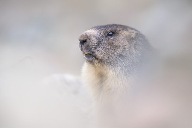 🇫🇷 Oubliez les photos de marmottes dressées comme des piquets au milieu de l'herbe verte.

Ce profil ébouriffé sortant de la brume raconte une toute autre histoire. Pour obtenir ce rendu presque fantomatique, j'ai délibérément utilisé l'environnement direct de l'animal. Au lieu de chercher la netteté absolue partout, je vous conseille de vous écraser au sol. Vraiment au sol. Collez votre objectif directement dans la végétation basse ou la neige et ouvrez grand votre diaphragme.

Ce flou de premier plan va isoler la tête du sujet et créer ce voile mystérieux. C'est souvent très inconfortable à la prise de vue, on finit le pantalon trempé, mais le résultat claque bien plus qu'un banal portrait de montagne. L'oeil vif de l'animal suffit amplement à accrocher le regard sans avoir besoin de montrer tout son corps.

Le flou artistique extrême au premier plan : véritable touche de génie pour donner de l'ambiance ou simple astuce pour cacher un décor peu flatteur ?

---------

NIKON Z 9 + NIKKOR Z 400mm f/2.8 TC VR S Z TC-2.0x at 800mm F/5.6, 1/1600s, 5000 ISO

@nikonfr @nikoneurope @nikonbelgium @nikonusa @nikoncanada #nikonfr #nikon #NikonBelgium #nikonkeepinspiring