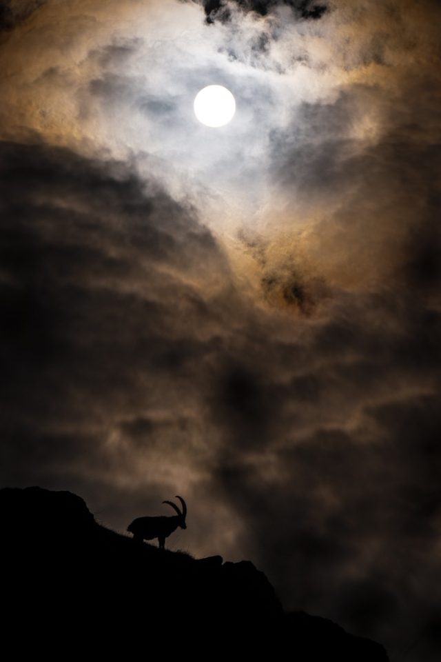 🇫🇷 Oubliez la perfection technique, cherchez l'ambiance.

Photographier un bouquetin en plein contre-jour avec le soleil de face est souvent perçu comme une erreur par les théoriciens de la photo. Je trouve au contraire que c'est une occasion en or pour créer des silhouettes très graphiques. Les nuages épais viennent filtrer cette lumière violente et permettent de découper parfaitement les cornes de l'animal posé sur sa crête rocheuse.

Pour obtenir ce résultat et ce rendu dramatique, je vous invite à sortir des modes automatiques. Prenez le contrôle de votre balance des blancs directement sur le terrain. En la modifiant fortement vers le chaud ou le froid selon la situation, vous allez créer des ambiances très prononcées et donner une identité forte à votre image dès le déclenchement. C'est la méthode idéale pour imposer votre propre vision esthétique sans dépendre de la retouche.

NIKON Z 9 + NIKKOR Z 28-400mm f/4-8 VR at 240mm
F/13, 1/26000s, 64 ISO

Préférez-vous une photo classiquement bien exposée ou un contre-jour extrême aux ombres bouchées : de quel côté penchez-vous ?

---------

NIKON Z 9 + NIKKOR Z 28-400mm f/4-8 VR at 240mm
F/13, 1/26000s, 64 ISO

@nikonfr @nikoneurope @nikonbelgium @nikonusa @nikoncanada #nikonfr #nikon #NikonBelgium #nikonkeepinspiring