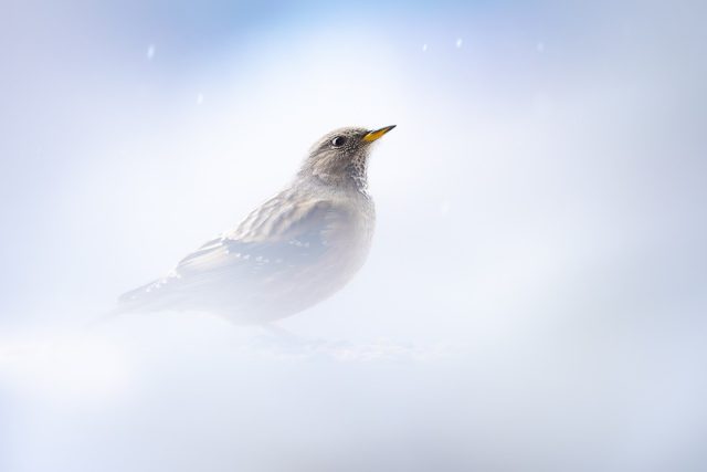 🇫🇷 Le froid tue, mais il sublime aussi.

J'ai passé des heures dans la neige pour capter ce regard figé vers le ciel. L'accenteur alpin est un oiseau coriace qui affronte des conditions que la plupart des photographes fuient. C'est exactement là que vous devez être pour faire la différence. Quand la météo se gâte et que tout le monde rentre, restez dehors.

Pour obtenir cet effet de douceur extrême et effacer un environnement montagnard souvent chargé, j'ai volontairement surexposé la scène à la prise de vue. Utilisez le manteau neigeux comme un immense réflecteur naturel. Placez votre objectif au ras d'un monticule de neige et ouvrez votre diaphragme au maximum pour créer ce premier plan laiteux qui isole complètement le sujet. Oubliez les ciels dégagés de carte postale, la vraie photographie de nature se fait quand la visibilité chute.

Faut-il vraiment souffrir physiquement dans des conditions extrêmes pour mériter une grande image de nature ou notre matériel moderne a-t-il rendu la discipline beaucoup trop facile ?

---------

🇺🇸 Cold kills, but it also elevates.

I spent hours in the snow to catch this frozen gaze towards the sky. The alpine accentor is a tough bird that braves conditions most photographers flee from. That is exactly where you need to be to stand out. When the weather turns bad and everyone goes inside, stay outdoors.

To get this extreme softness and erase the often cluttered mountain environment, I deliberately overexposed the scene in-camera. Use the snow cover as a massive natural reflector. Place your lens right at the edge of a snow mound and open your aperture wide to create this milky foreground that completely isolates the subject. Forget clear postcard skies, real nature photography happens when visibility drops.

Do you really have to suffer physically in extreme conditions to earn a great nature image, or has our modern gear made the discipline way too easy?

---------

Alpine Accentor/Accenteur alpin (Prunella collaris)

ILCE-7M5 + FE 300mm F2.8 GM OSS at 300mm
F/2.8, 1/500s, 1600 ISO

@SonyAlphaFrance #SonyAlphaFrance @sonyalpha #SonyAlpha