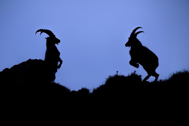 🇫🇷 La brutalité à l'état pur. Ces deux bouquetins qui s'affrontent sur les crêtes au crépuscule m'ont glacé le sang par la violence de leurs chocs.

J'ai voulu capturer cette énergie brute sans fioritures en utilisant le contre-jour naturel de la montagne. C'est un choix délibéré pour effacer les détails et ne garder que l'attitude agressive des animaux.

Pour réussir ce genre de cliché créatif de faune sauvage il faut chercher la ligne d'horizon la plus épurée possible. Placez vous toujours en contrebas de l'action pour isoler les sujets. Attendez que la source lumineuse disparaisse juste derrière le relief et sous-exposez fortement votre appareil photo de deux à trois diaphragmes.

Le secret est de déclencher au moment exact où les animaux se détachent parfaitement sur le fond clair du ciel sans se fondre avec les rochers du premier plan.

La photo en silhouette est-elle selon vous une vraie technique créative ou juste une solution de facilité pour cacher une mauvaise gestion de la lumière ?

---------

NIKON Z 9 + NIKKOR Z 400mm f/2.8 TC VR S at 400mm
F/6.3, 1/2500s, 200 ISO

@nikonfr @nikoneurope @nikonbelgium @nikonusa @nikoncanada #nikonfr #nikon #NikonBelgium #nikonkeepinspiring