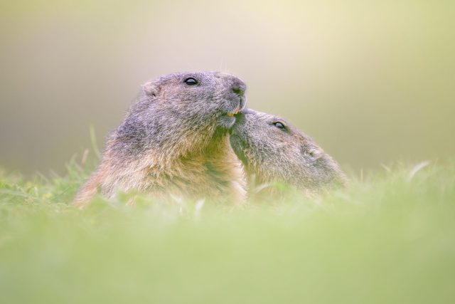 Deux marmottes qui se saluent à l'entrée du terrier.

En début d'été en Vanoise, j'aime passer des heures allongé près des zones de terriers. C'est la bonne période pour observer les interactions entre les adultes et les jeunes.

Pour obtenir ce voile vert au premier plan, allongez-vous complètement dans l'herbe, à leur hauteur. En cadrant à travers quelques brins situés juste devant votre lentille frontale, vous noyez le sol et isolez les attitudes. Gardez aussi une vitesse d'obturation assez rapide, car leurs mouvements de tête sont vifs dès qu'elles se reniflent.

Vous préférez photographier la marmotte posée en sentinelle sur un rocher, ou capturer ce genre d'interaction au ras du sol ?

Envie d'apprendre à faire ce genre de photos ? Commentez le mot "PASTEL" pour recevoir la formation.

---------

NIKON Z f + NIKKOR Z 400mm f/2.8 TC VR S at 560mm
F/4, 1/2500s, 1600 ISO

@nikonfr @nikoneurope @nikonbelgium @nikonusa @nikoncanada #nikonfr #nikon #NikonBelgium #nikonkeepinspiring