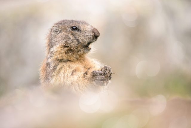 Ce jeune marmotton grattait la terre à quelques mètres de moi.

En début d'été, les petits sortent enfin du terrier. Ils sont vifs, curieux et passent une bonne partie de la journée à fouiller le sol.

Pour réussir vos images de marmottes, descendez au ras du sol. Allongez-vous dans l'herbe : vous évitez la vue plongeante et vous créez une bande de flou au premier plan qui détache le sujet du décor.

Avancez lentement, par à-coups, uniquement quand l'animal mange ou creuse. Dès qu'il lève la tête pour surveiller, ne bougez plus d'un millimètre.

Avez-vous déjà eu l'occasion d'observer et de photographier des marmottons en montagne ?

Envie d'apprendre à faire ce genre de photos ? Commentez le mot "PASTEL" pour recevoir la formation.

---------

NIKON Z 9 + FE 200-600mm F5.6-6.3 G OSS at 600mm
F/6.3, 1/640s, 32 ISO

@nikonfr @nikoneurope @nikonbelgium @nikonusa @nikoncanada #nikonfr #nikon #NikonBelgium #nikonkeepinspiring @SonyAlphaFrance #SonyAlphaFrance @sonyalpha #SonyAlpha